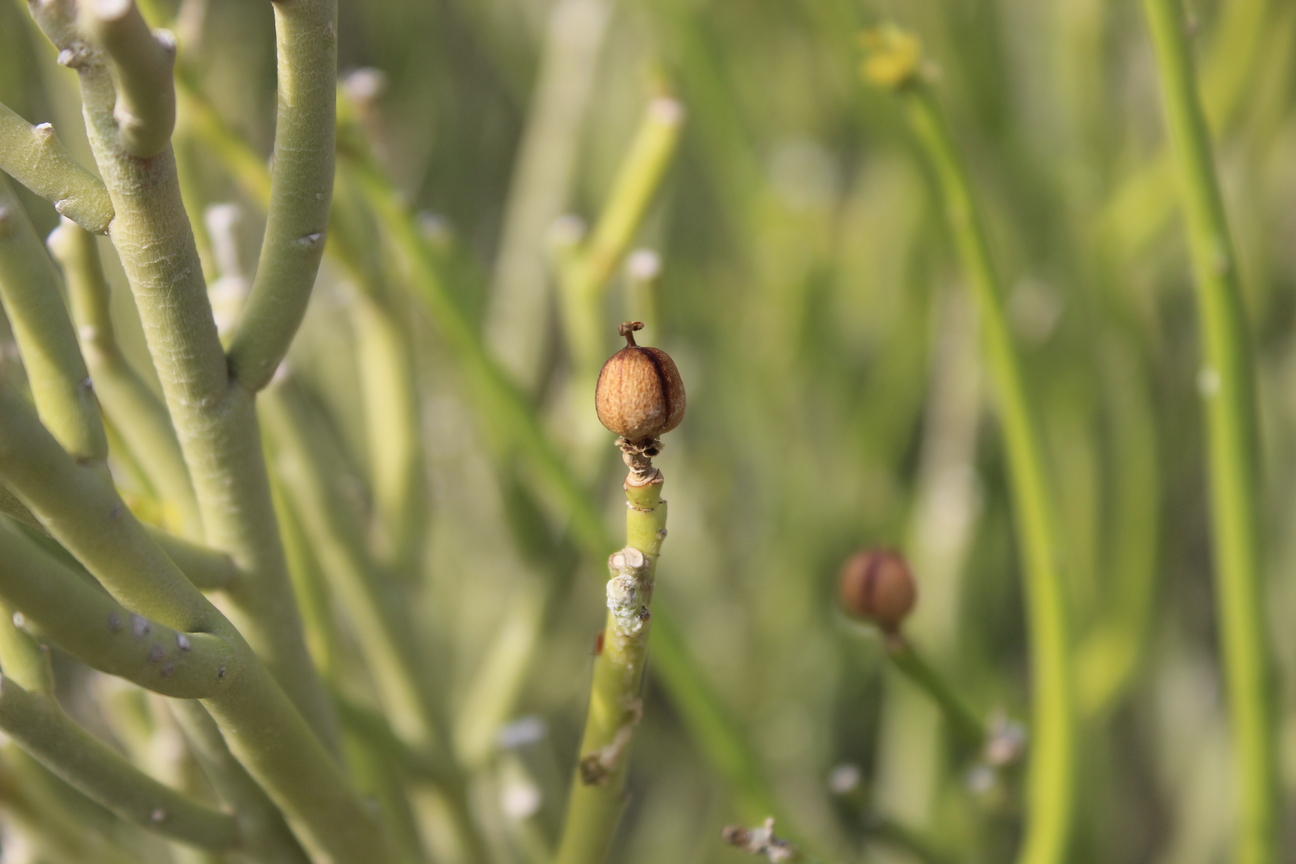Plant Image